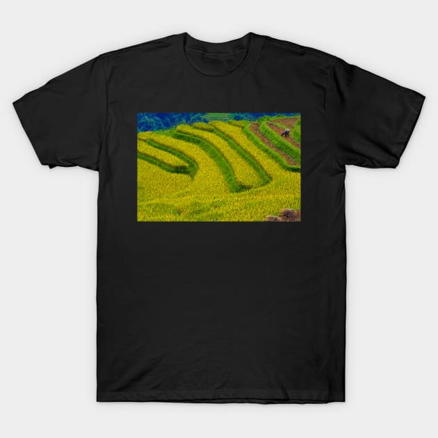 Rice Terrace. T-Shirt by bulljup